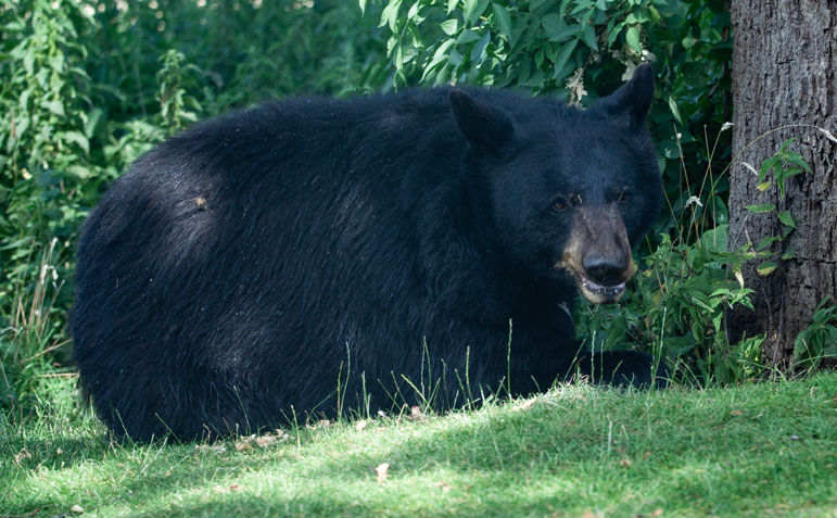 American Black Bear image