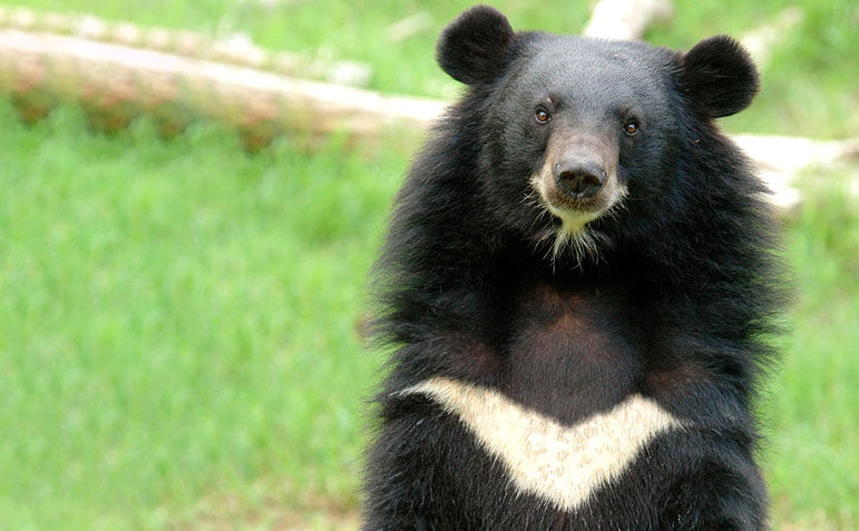 Asiatic Black Bear image