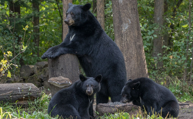 Brown Bear image
