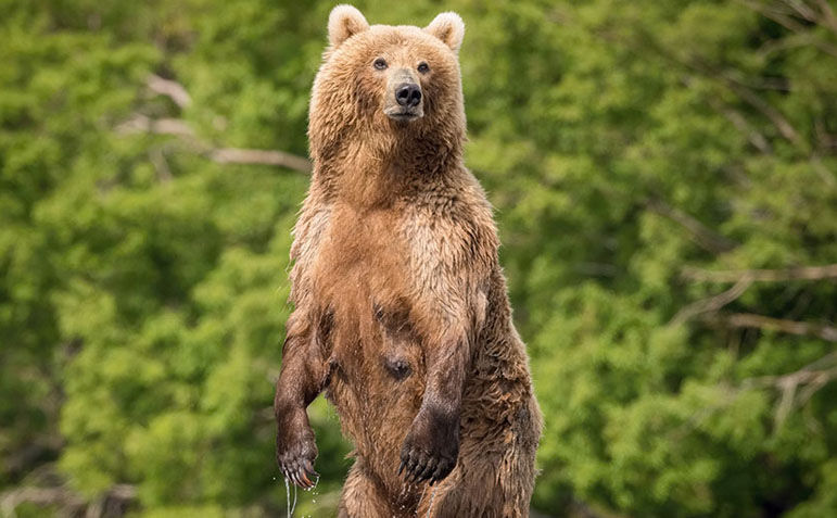 Brown (Grizzly) Bear image