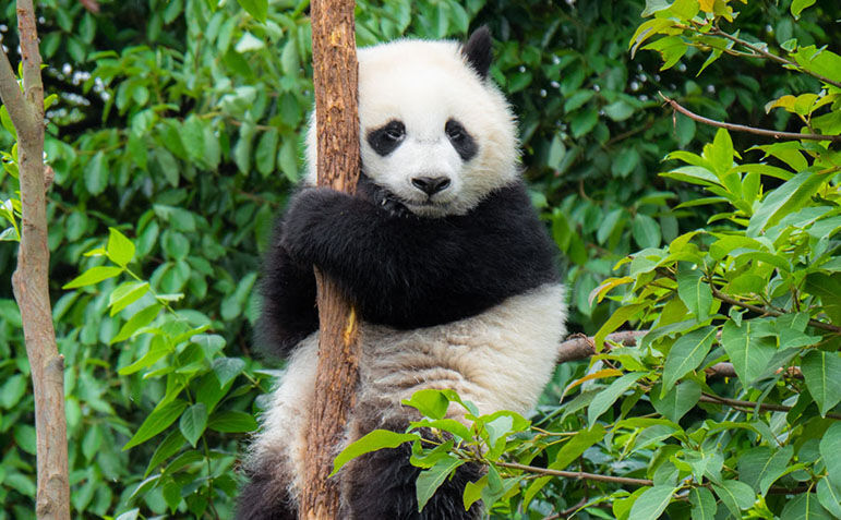 Giant Panda image