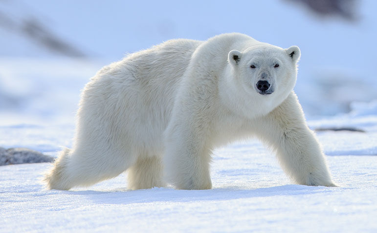 Polar Bear image
