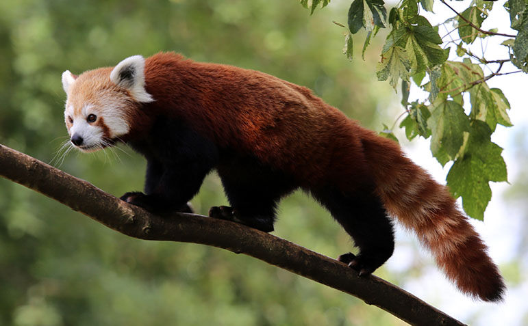 Red Panda image