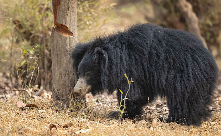 Sloth Bear image
