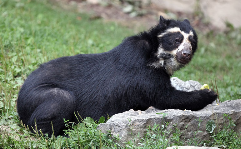 Spectacled Bear image