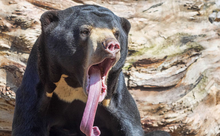 Sun Bear image